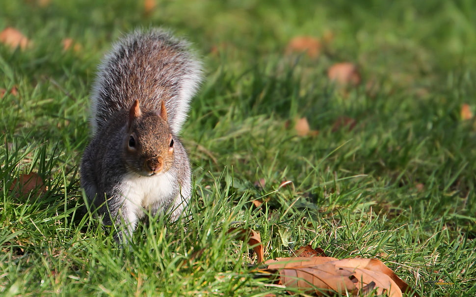 gray and white squirrel on the green grass field HD wallpaper